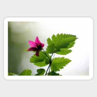 Salmon berry flowers 2 Sticker